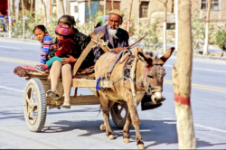 Carriole sur une route à quatre voies dans le centre de Ruoqiang (Charklik). Modernité et tradition...
