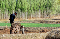 Cultures dans la grande oasis verdoyante de Charklik, en bordure du Taklamakan, un des plus sinistres déserts au monde.