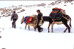 La montée vers le col de Sanju, une toute petite faille à 5061 mètres d'altitude est très difficile. Les ânes s'enfoncent et tombent dans la neige. C'était le dernier des 5 grands cols mythiques sur la portion de la route de la soie de Leh au Ladakh à Khotan ou Yarkand. D'après l'explorateur français Fernand Grenard, c'était le plus difficile.