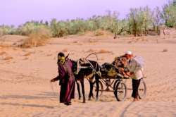 Ces pèlerins se rendent en carriole sur le tombeau de l'Imam Asim à côté de Khotan, au milieu des sables du Taklamakan, ce qui ne manque pas de poser des problèmes d'ensablement....