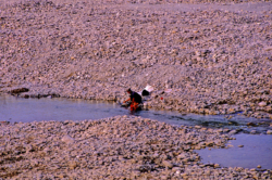 Homme cherchant du jade dans la Yurungkash Darya, la rivière de jade blanc en turc ouigour, qui traverse ici Khotan, la capitale du jade, après un parcours tumultueux dans les Kunlun.