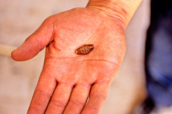 Sa majesté le ver à soie, moteur d'une partie du commerce international pendant des siècles.