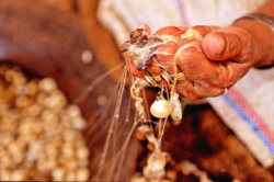 Cocons de soie dans une fabrique artisanale à Khotan, sur la route sud de la soie et du jade.