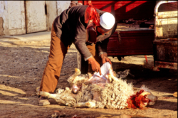 Boucher préparant la viande dans l'oasis de Miran.