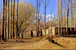 Vue de l'oasis de Yeyike (2600 mètres d'altitude), au sud de Niya (Minfeng) sur fond de massif des Kunlun enneigé.