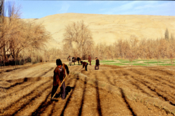 Travail dans l'oasis de Yeyike (2600 mètres d'altitude), au sud de Niya (Minfeng) sur fond de désert et dune de sable.