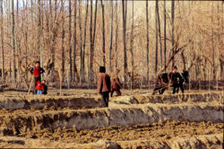Travail de la terre dans l'oasis de Yeyike, dans le Taklamakan, en bordure des Kunlun.