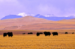 Yaks vers Sumxhi, dans le Chang Thang, à plus de 5000 mètres d'altitude.